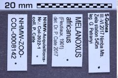 Etikette zu Melanoxus africanus (NHMW-ZOO-COL-0008142)